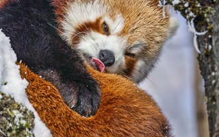 Картинка красная панда, язык, забавный