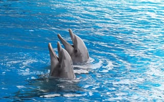Картинка дельфины, пара, дуэт