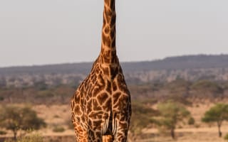 Картинка жираф, животное, саванна