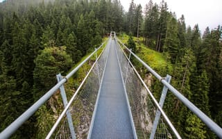 Обои мост, лес, деревья