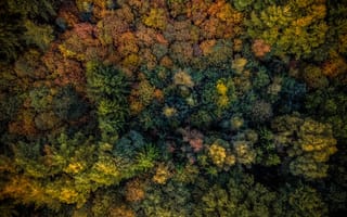 Картинка деревья, вид сверху, осень