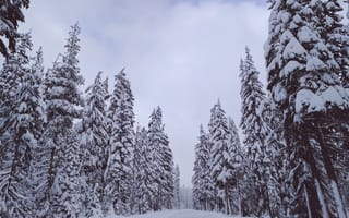 Обои деревья, снег, зима