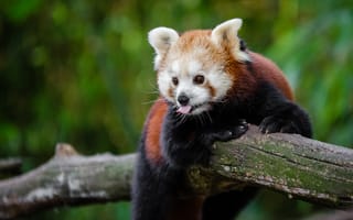 Обои красная панда, панда, язык