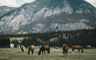 Картинка пастбище, лошади, горы