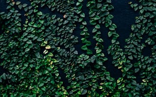 Картинка листья, стена, зеленый