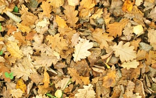 Картинка листья, осень, опавший