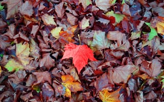 Картинка клен, осень, листья