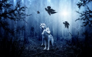 Картинка волки, хищники, лес