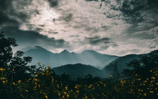 Картинка горы, туман, цветы