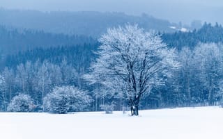 Картинка дерево, снег, зима