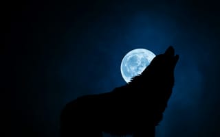 Обои волк, силуэт, луна