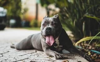 Картинка питбуль, собака, высунутый язык