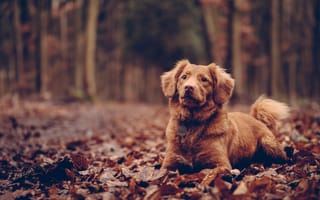 Картинка собака, сидит, листва