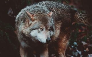 Картинка волк, хищник, собака