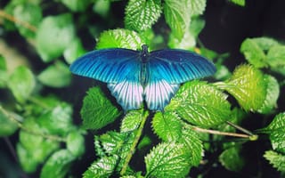 Картинка бабочка, листва, зеленый