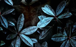 Картинка енот, листья, маскировка