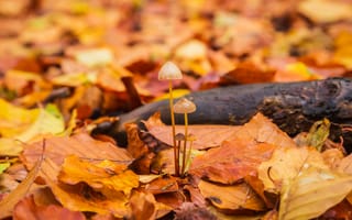 Картинка грибы, опавшая листва, осень