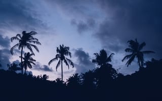 Обои пальмы, ночь, облака