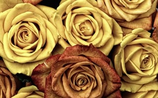 Обои розы, бутоны, цветы