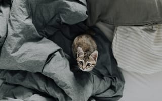 Картинка котенок, постель, кот