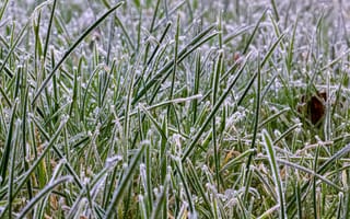 Картинка трава, мороз, природа