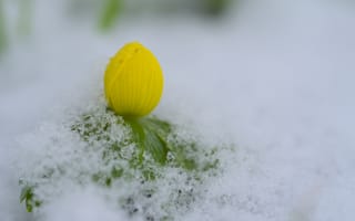Картинка цветок, бутон, снег