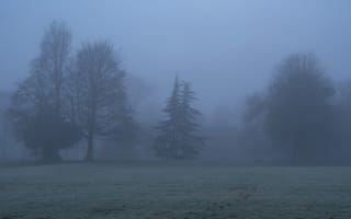 Картинка деревья, туман, силуэты
