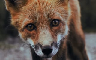 Картинка лиса, детеныш, морда