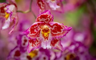 Картинка орхидея, цветок, лепестки