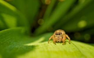 Картинка паук, насекомое, лист