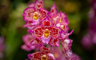 Картинка орхидеи, цветы, лепестки