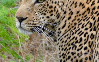 Картинка леопард, хищник, трава