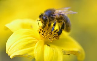 Картинка пчела, пыльца, цветок