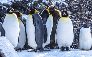 Картинка пингвины, птицы, снег