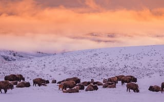 Картинка буйволы, стадо, снег