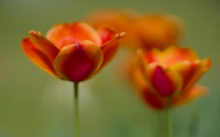 Картинка тюльпан, цветы, весна