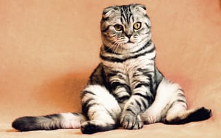 Картинка шотландская вислоухая кошка, кот, сидит