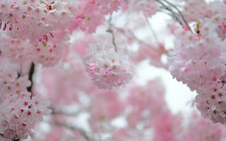 Картинка сакура, цветы, лепестки