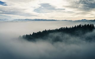 Картинка туман, лес, пейзаж