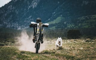 Картинка мотоциклист, собака, гонки