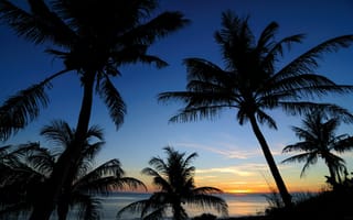 Картинка пальмы, закат, море