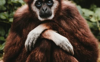 Картинка гиббон, задумчивый, сидит
