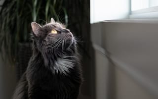 Картинка кот, пушистый, наблюдательность