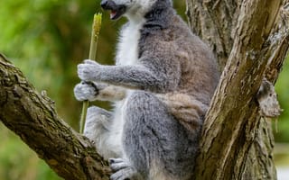 Картинка лемур, еда, дерево