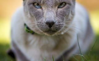 Картинка кот, морда, взгляд