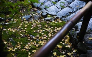 Картинка тропа, опавшая листва, осень