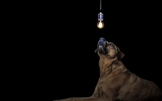 Картинка собака, лампочка, идея
