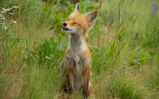 Картинка лиса, детеныш, довольный