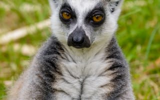 Картинка лемур, взгляд, задумчивый