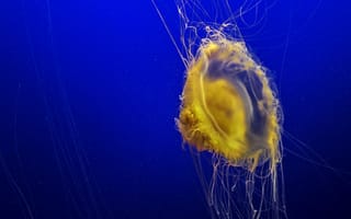 Обои медуза, щупальцы, подводный мир